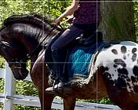 knabstrupper-stallion