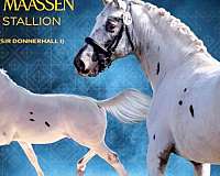 warmblood-dressage-prospect-stallion
