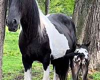 spotted-horse-stallion