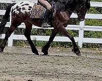 leopard-horse-stallion