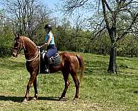breeding-trained-gelding