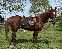saddlebred-gelding