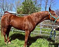 saddlebred-horse-for-sale