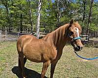 arabian-horse-for-sale