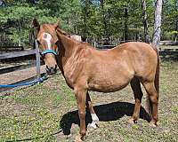 arabian-horse
