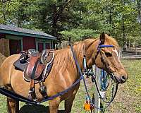 gelding