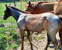none-horse
