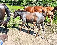 blue-roan-none-horse