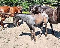 plenty-try-filly