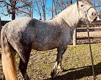 pack-project-pony