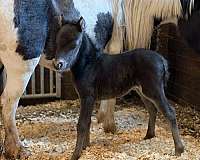 smokey-black-amhr-filly