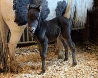 smokey-black-amhr-pony