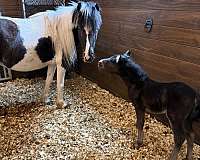 6-hand-smokey-black-pony