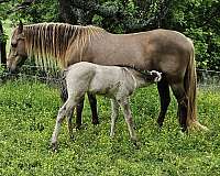 grulla-blaze-horse