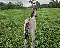 grulla-tennessee-walking-colt