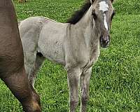 blaze-horse