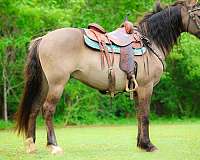 grulla-andalusian-for-sale