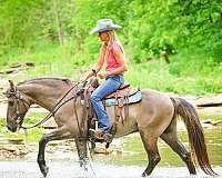 grulla-andalusian