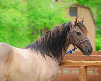 all-around-andalusian-horse