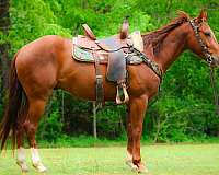 all-around-quarter-horse