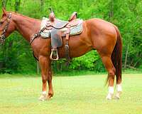 athletic-quarter-horse