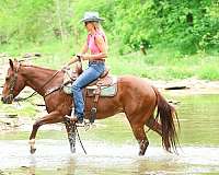calf-roping-quarter-horse