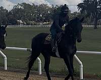 racehorse-thoroughbred-horse