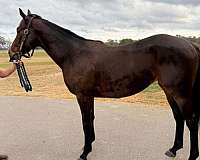 bay-thoroughbred-filly