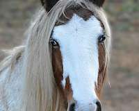 silver-tobiano