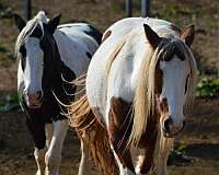 silver-bay-palomino-mare