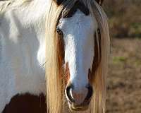 silver-bay-palomino-stallion