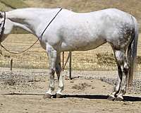 athletic-quarter-horse