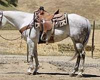 beginner-quarter-horse