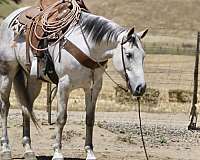 calf-roping-quarter-horse