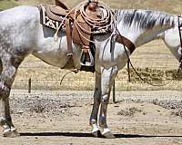 endurance-quarter-horse