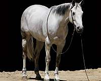 experienced-quarter-horse