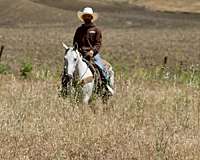 husband-safe-quarter-horse