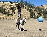 kid-safe-quarter-horse