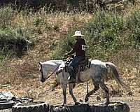 performance-quarter-horse
