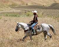 ranch-quarter-horse