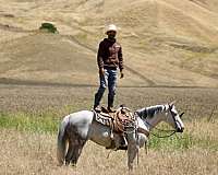 ranch-versatility-quarter-horse