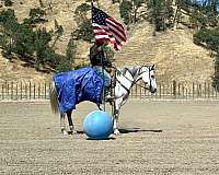 ranch-work-quarter-horse