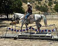 ridden-western-quarter-horse