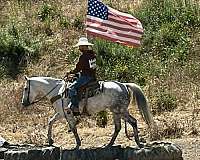 roping-quarter-horse