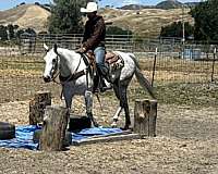 trail-quarter-horse