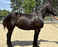 black-mare-for-sale