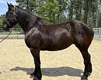 black-percheron-mare