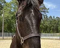 17-hand-percheron-mare