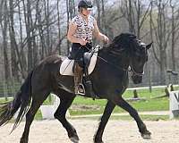 friesian-horse-for-sale