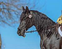 friesian-horse